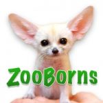 ZooBorns logo with fennec fox