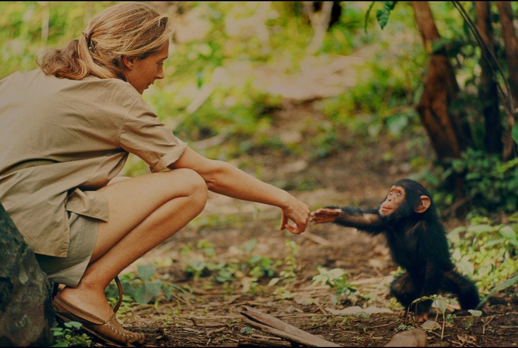 Image of Jane Goodall and baby chimpanzee