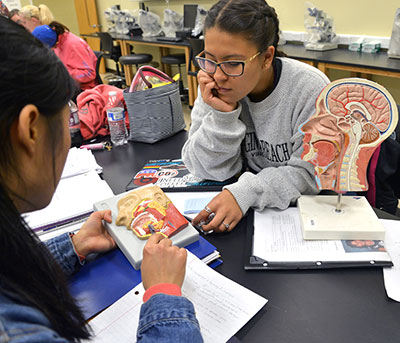 students in Anatomy lab discuss a cross section of the human head