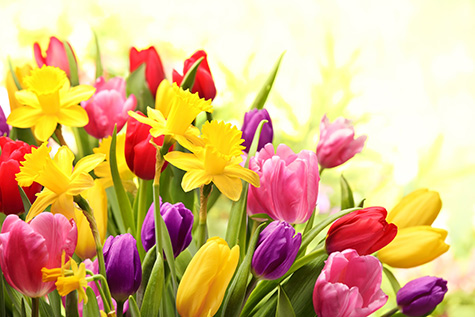 a colorful selection of spring tulips and daffodils