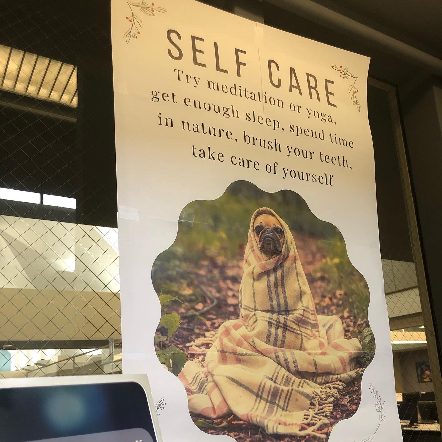 A second pug wrapped in another blanket.