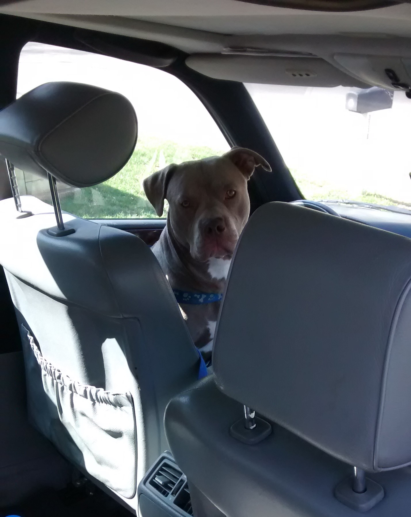 KO sits in the driver's seat, ready to return his library books without even getting out of the car