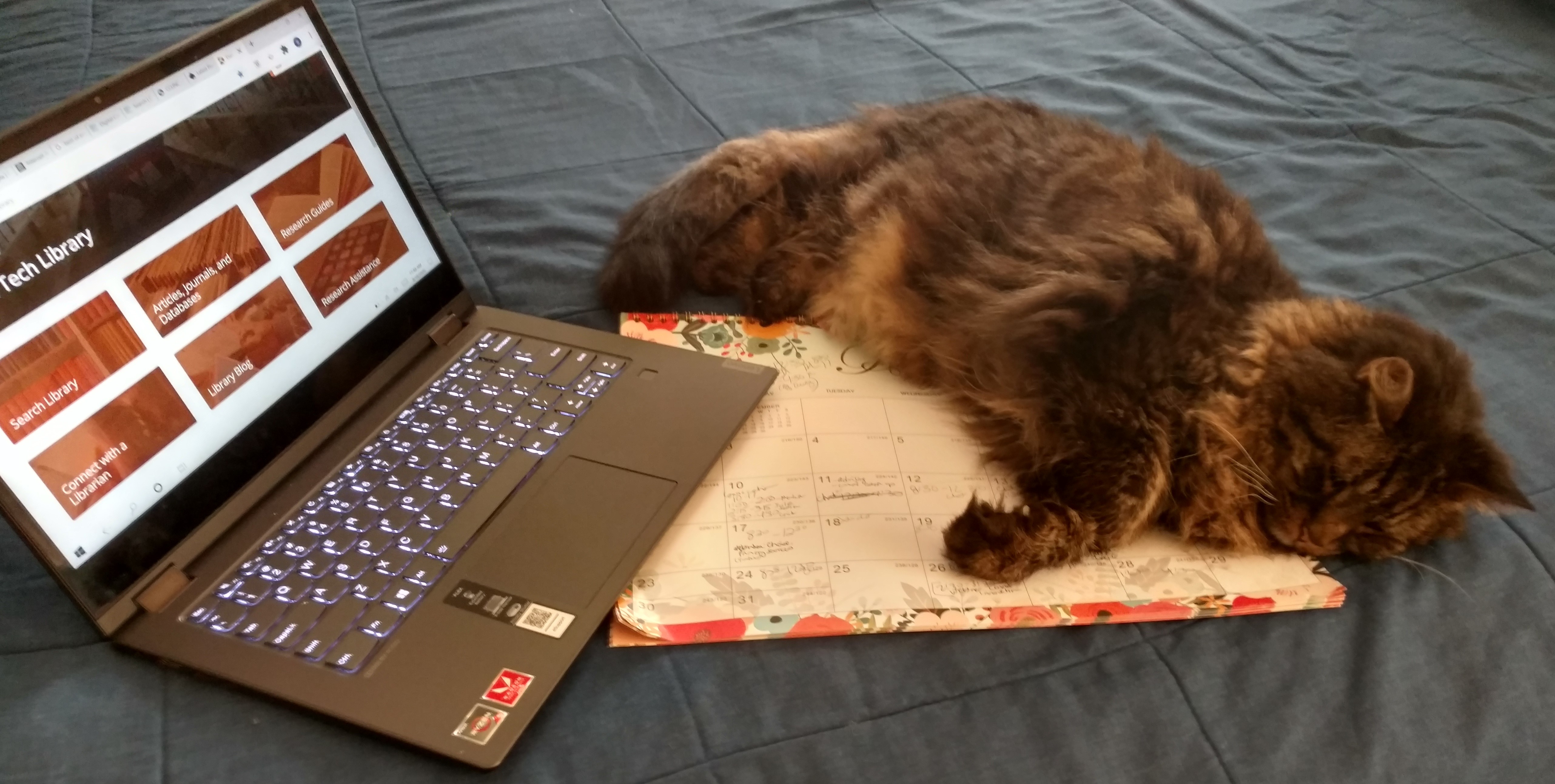 Simon Baker the brown medium-haired tabby cat and a laptop showing the Durham Tech Library homepage