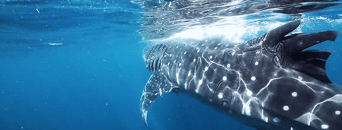 Whale shark swimming