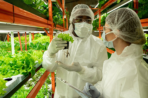 gowned people in greenhouse hold up a plant and discuss it