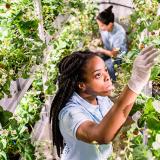 greenhouse employees tending strawberry plants in a greenhouse